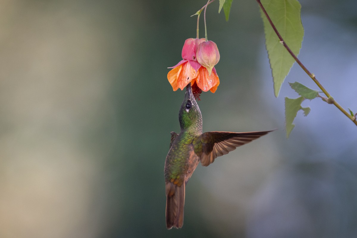 チャムネテリハチドリ - ML647104003