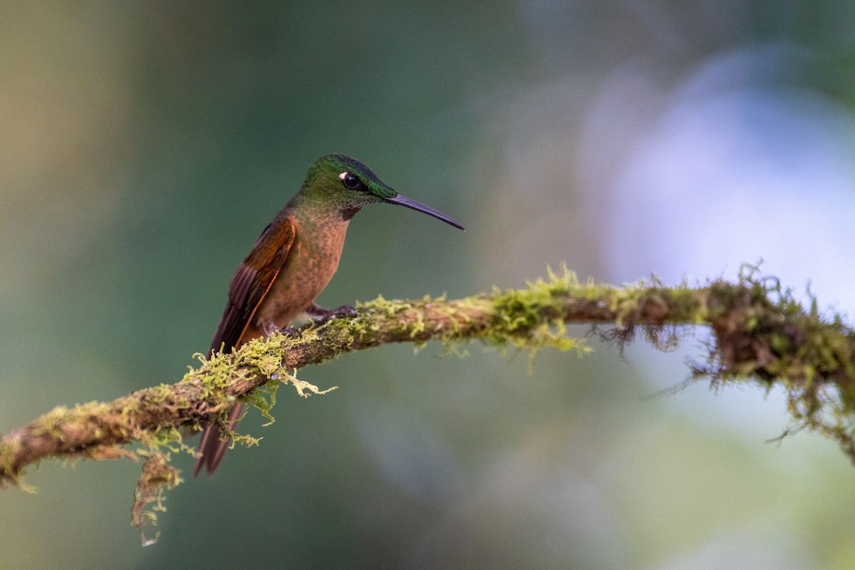 チャムネテリハチドリ - ML647104004