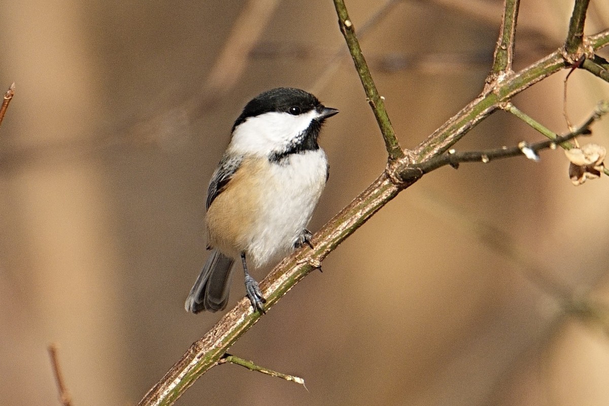 Гаїчка світлокрила - ML647104005