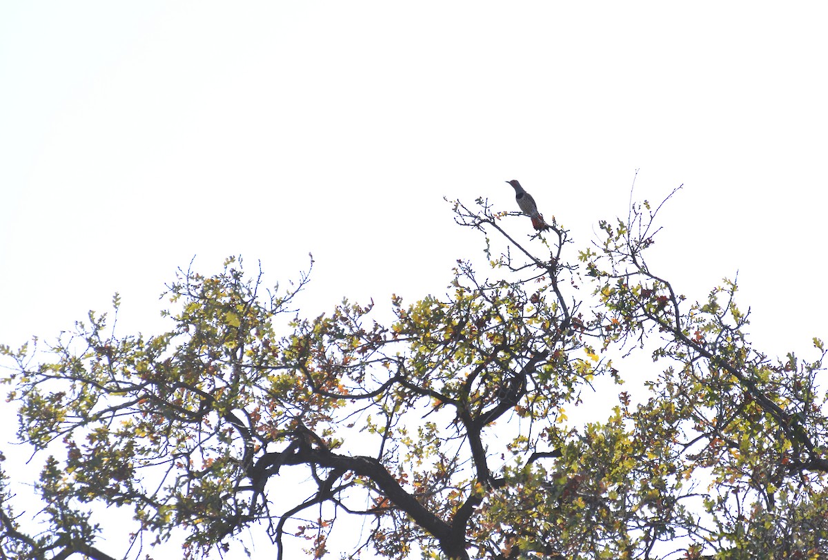 Northern Flicker - ML647104006