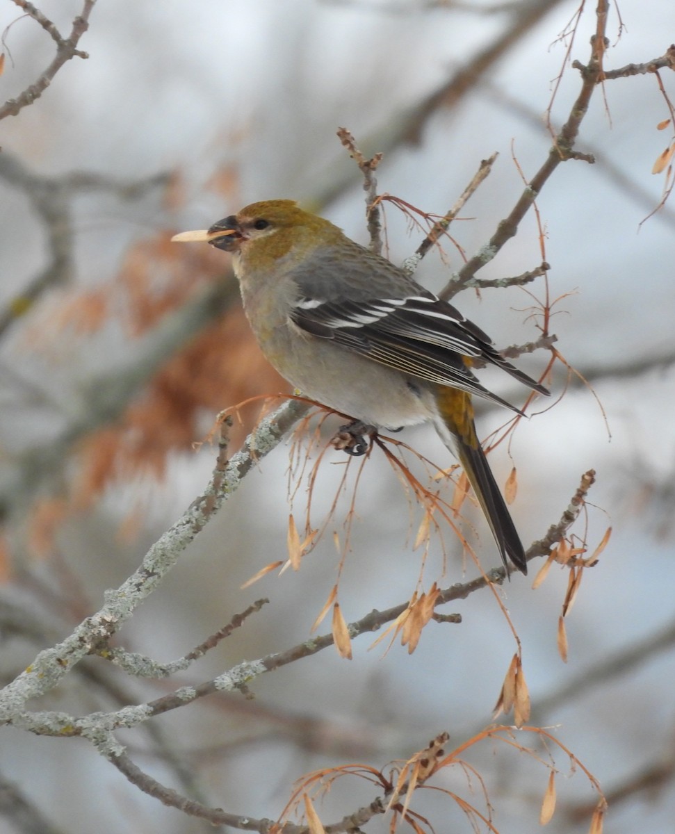 Pinu-gailupa - ML647104007