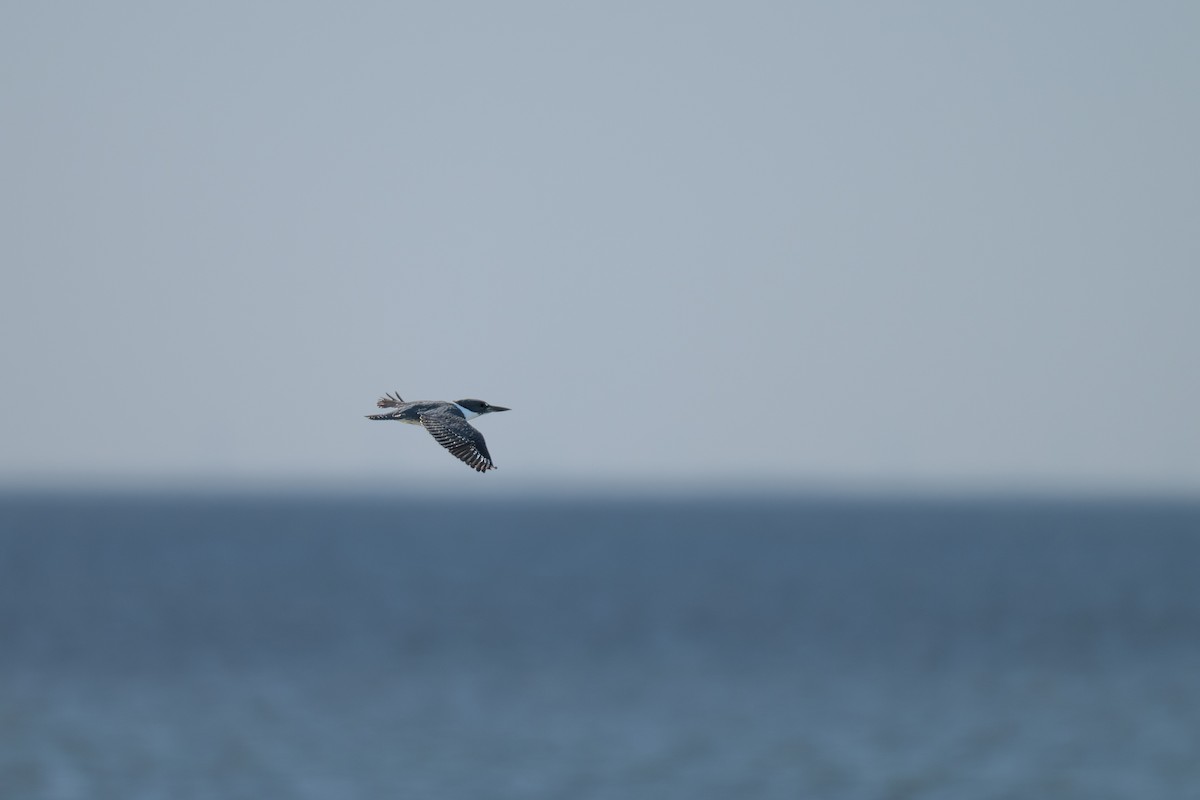 שלדג אמריקני - ML647104008