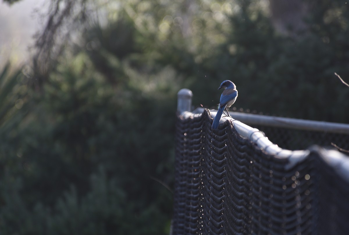 California Scrub-Jay - ML647104015