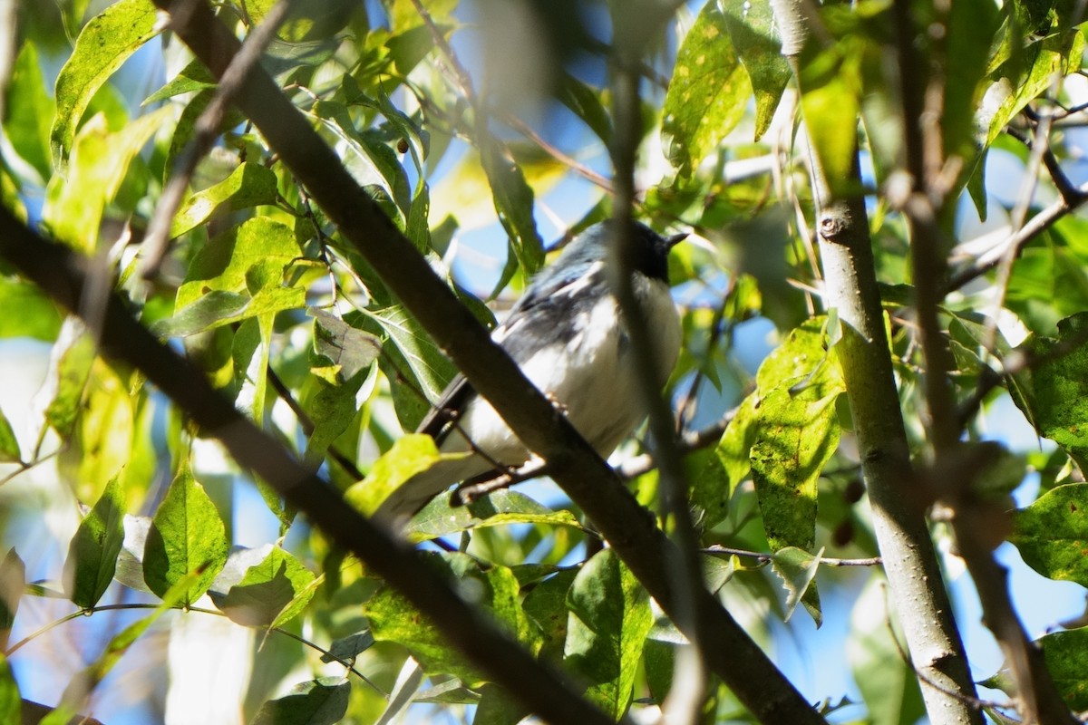 Mavi Sırtlı Ötleğen - ML647104020