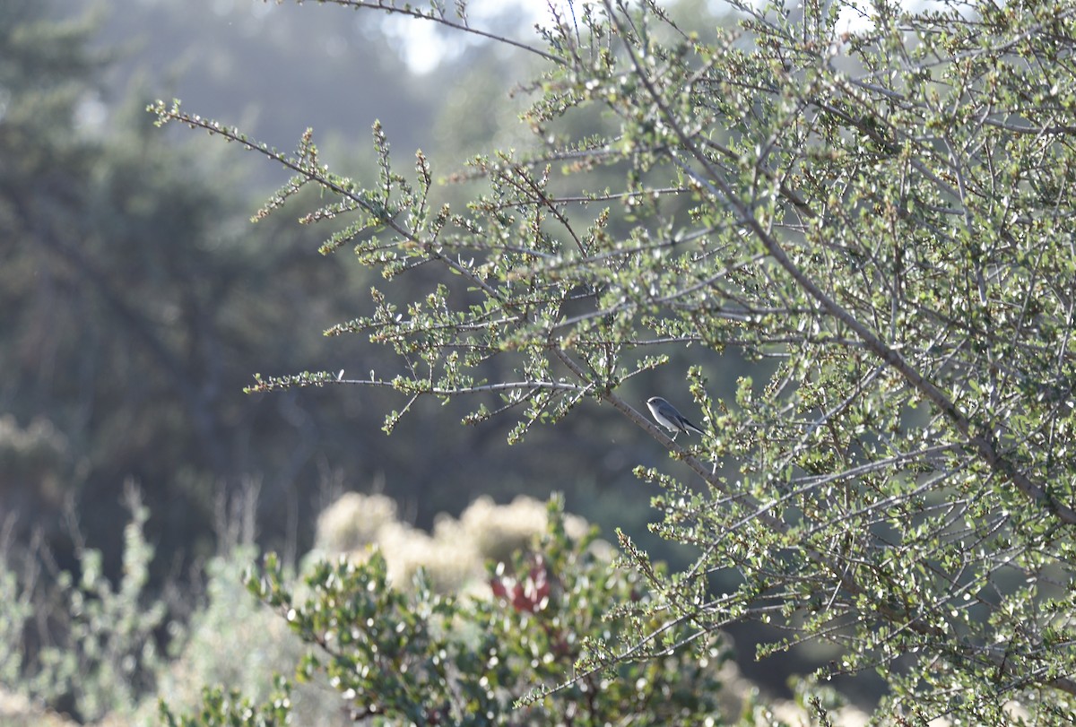 Blue-gray Gnatcatcher - ML647104025