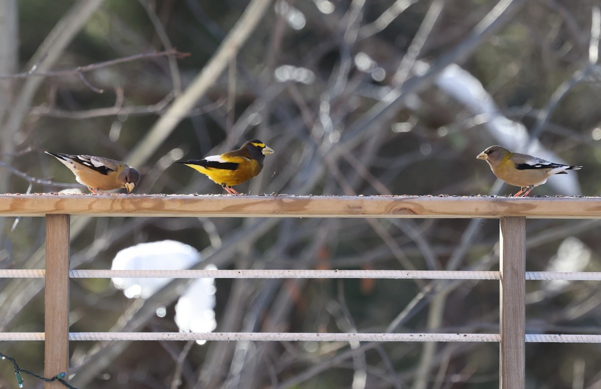 Evening Grosbeak - ML647104031