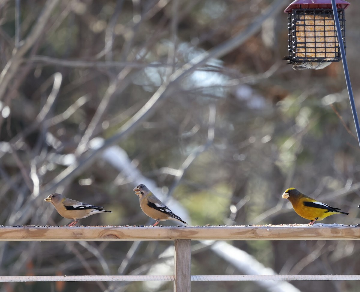 Evening Grosbeak - ML647104032