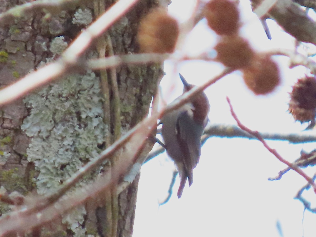 Sittelle à tête brune - ML647104034