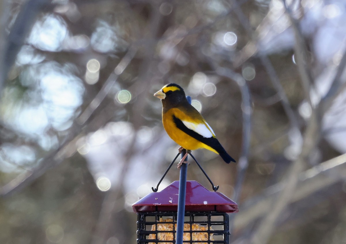 Evening Grosbeak - ML647104042
