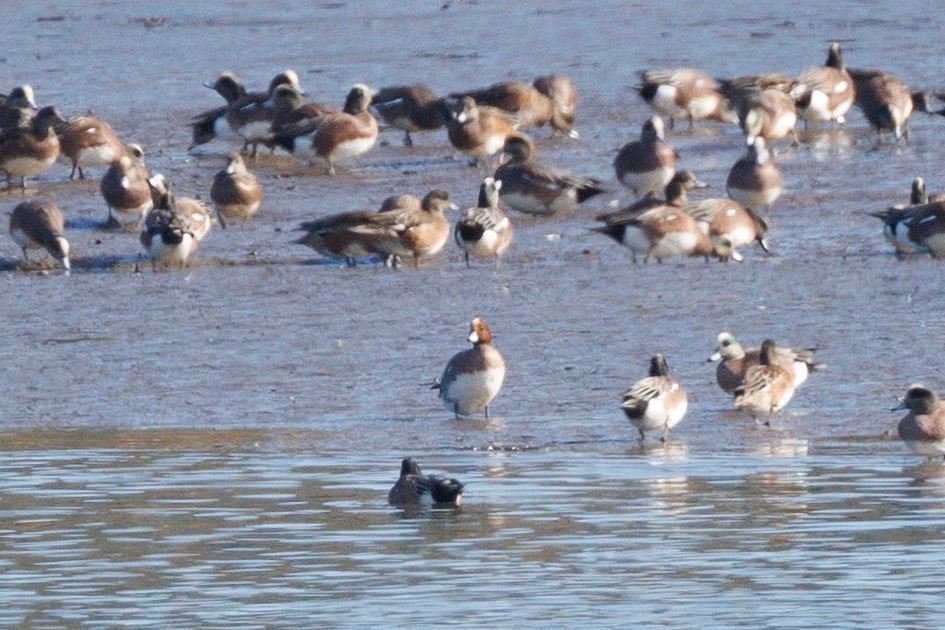 Fischione - ML647104043