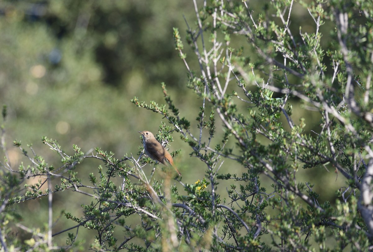 Hermit Thrush - ML647104052
