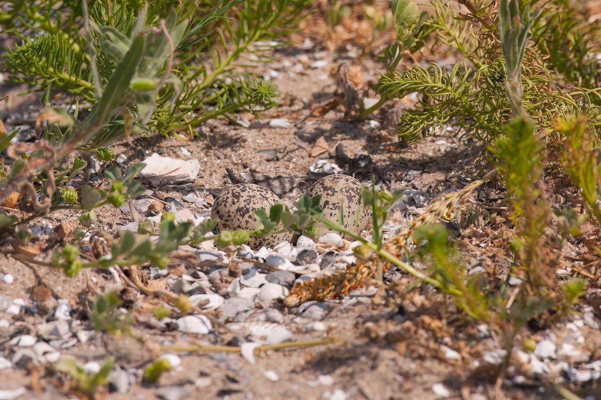 Red-capped Plover - ML647104053
