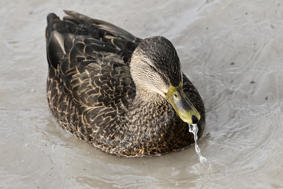 American Black Duck - ML647104054