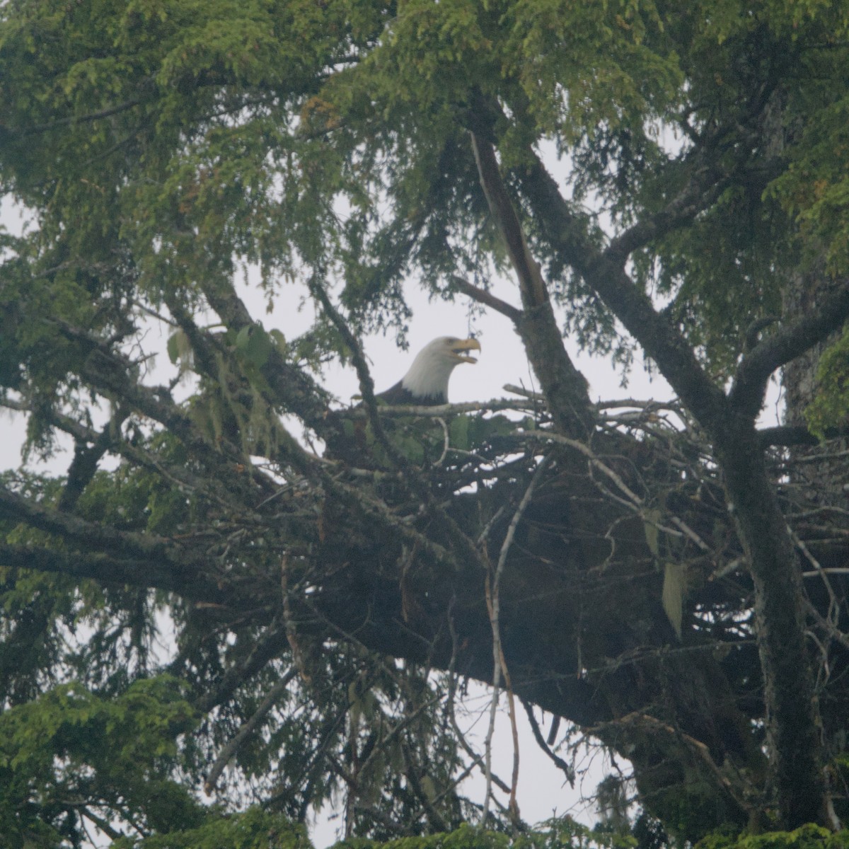 Bald Eagle - ML647104056