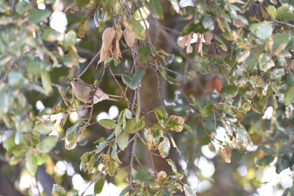 White-crowned Sparrow - ML647104059
