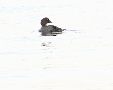 Common Goldeneye - ML647104067