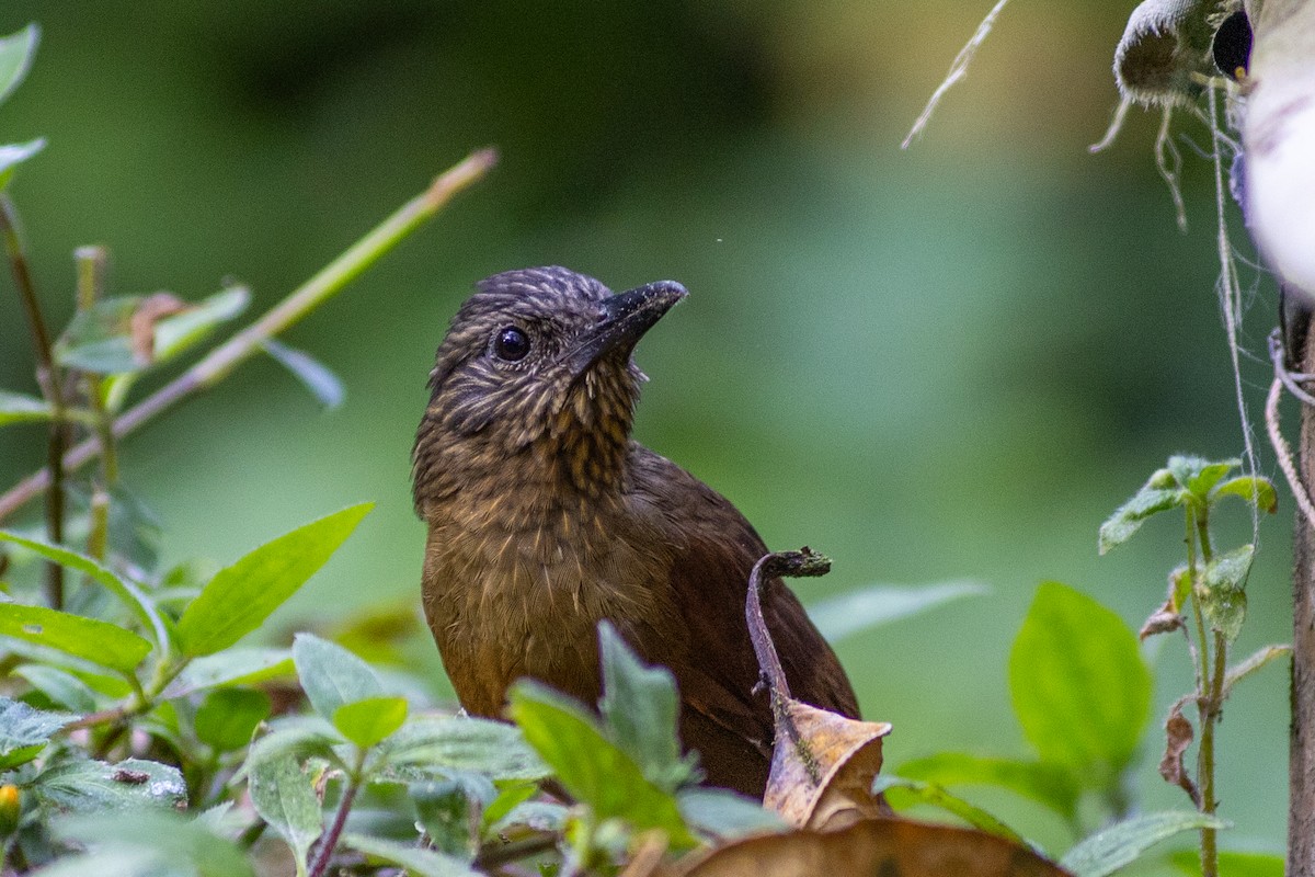 シマガシラムシクイカマドドリ - ML647104070