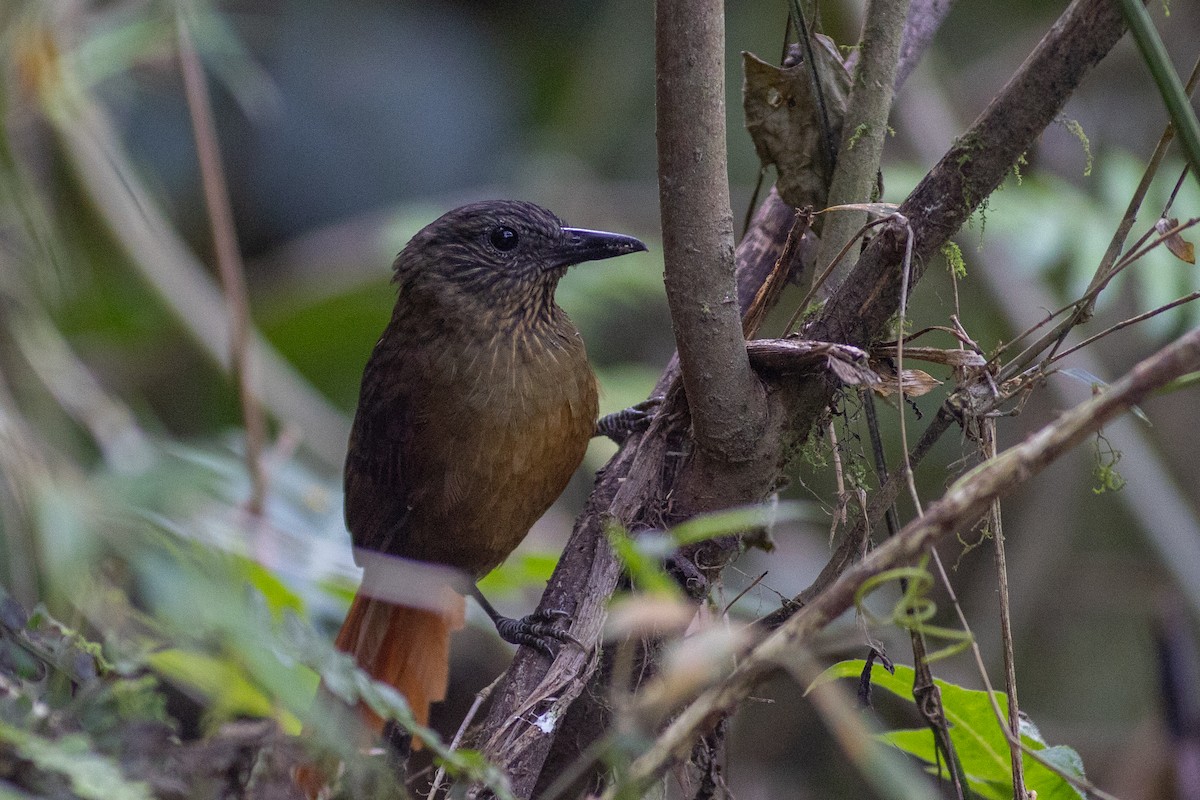 シマガシラムシクイカマドドリ - ML647104071