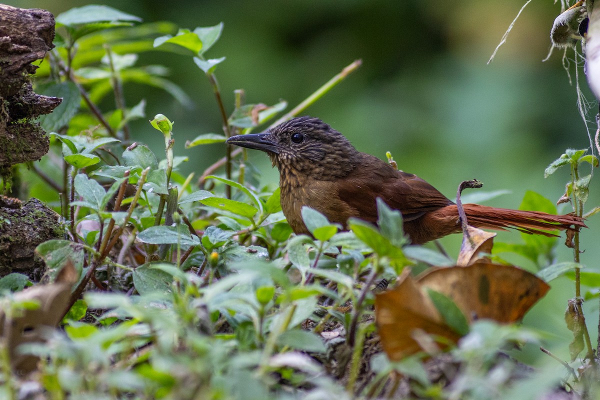 シマガシラムシクイカマドドリ - ML647104072