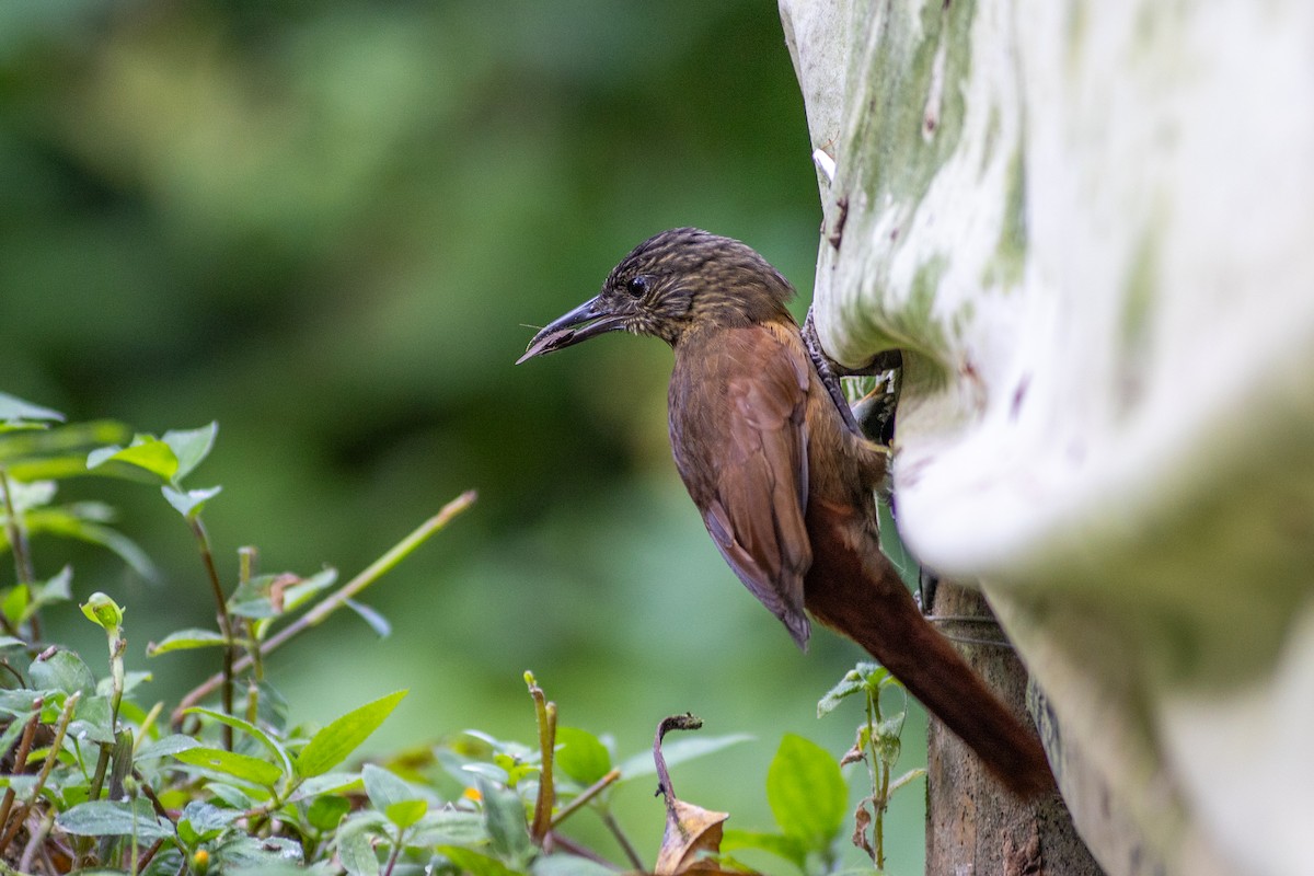 シマガシラムシクイカマドドリ - ML647104073