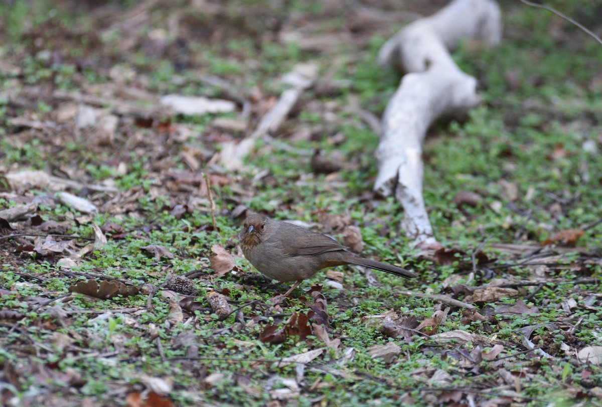 California Towhee - ML647104077