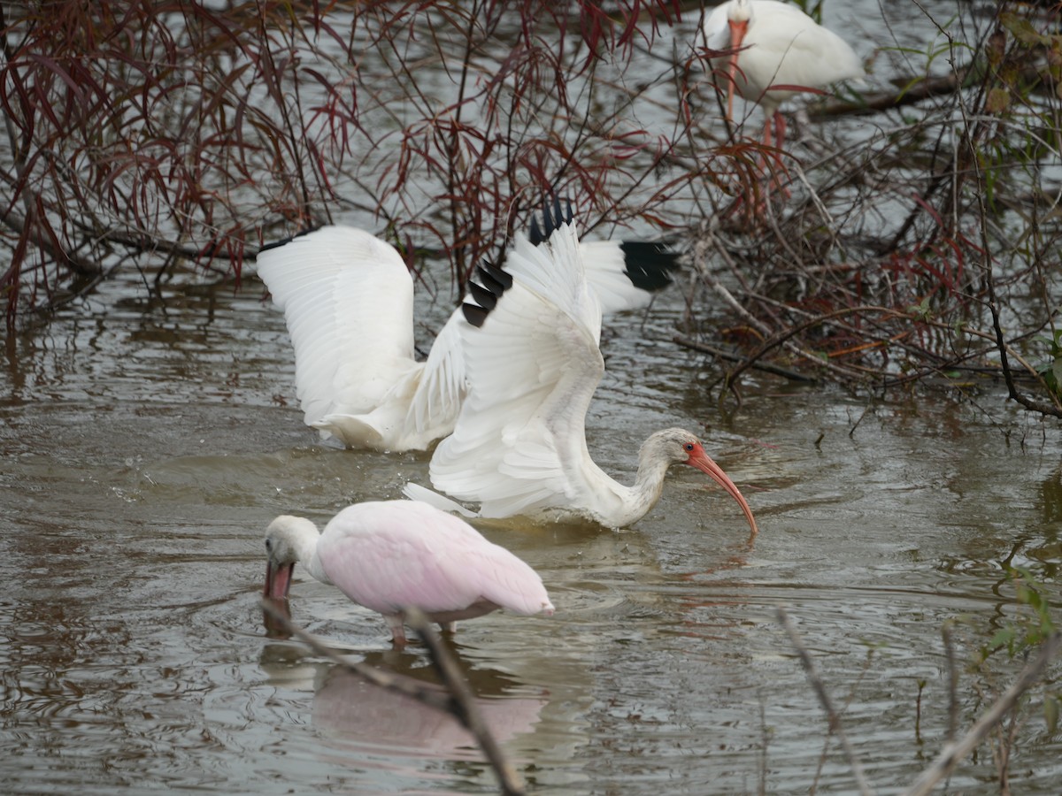 ibis bílý - ML647104083