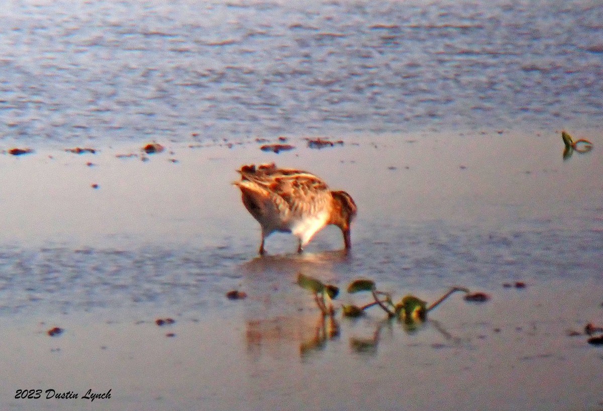 Wilson's Snipe - ML647104085