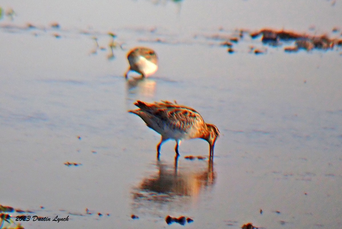 Wilson's Snipe - ML647104086