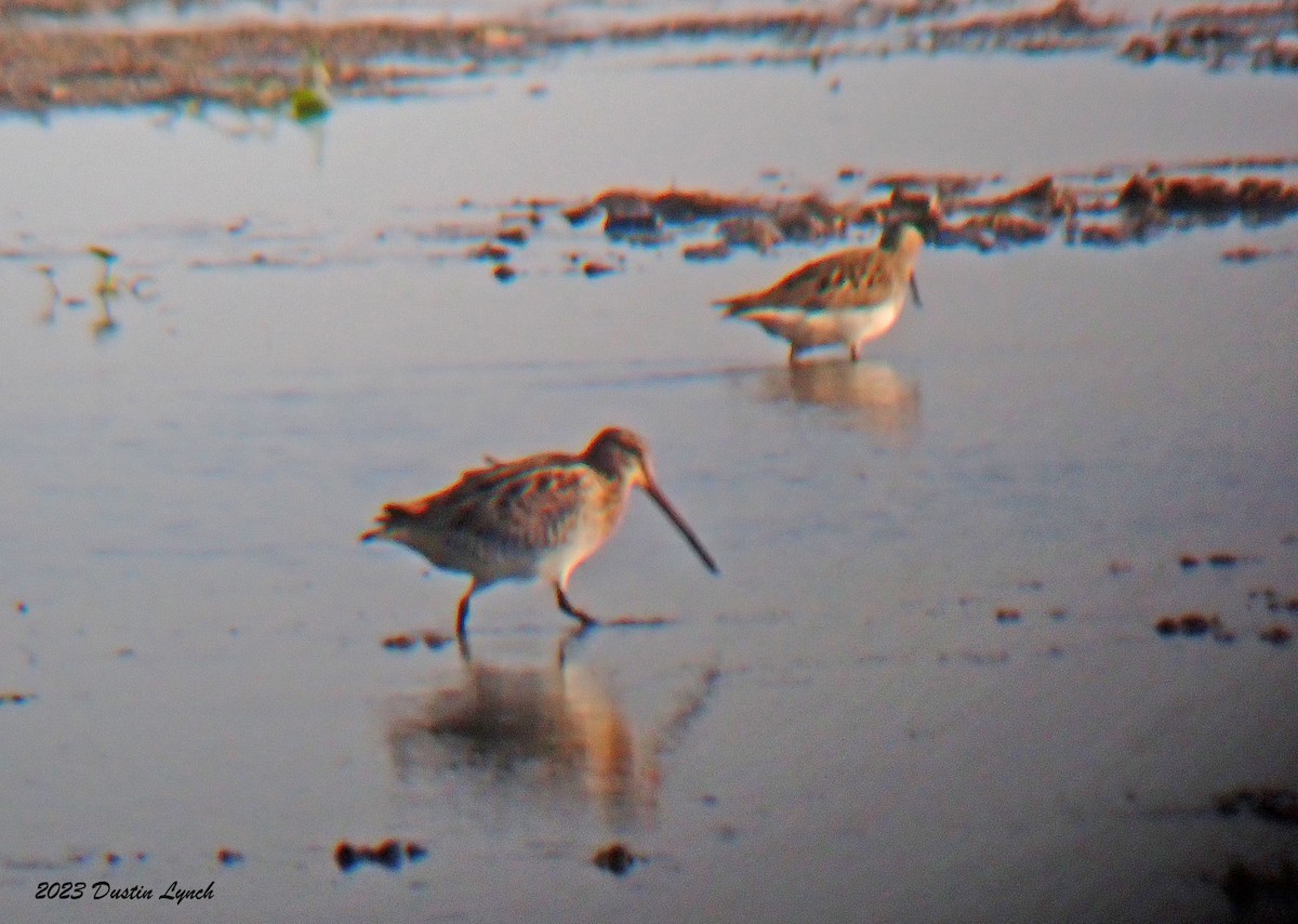 Wilson's Snipe - ML647104087