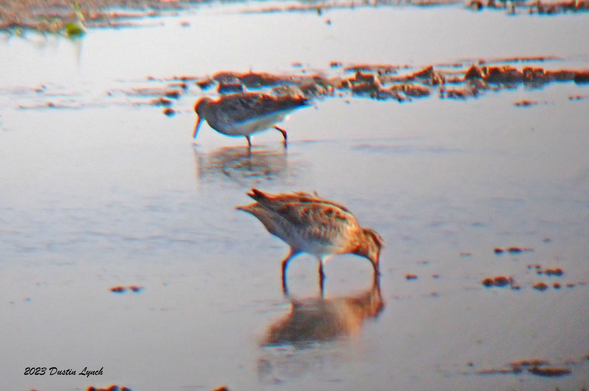 Wilson's Snipe - ML647104088