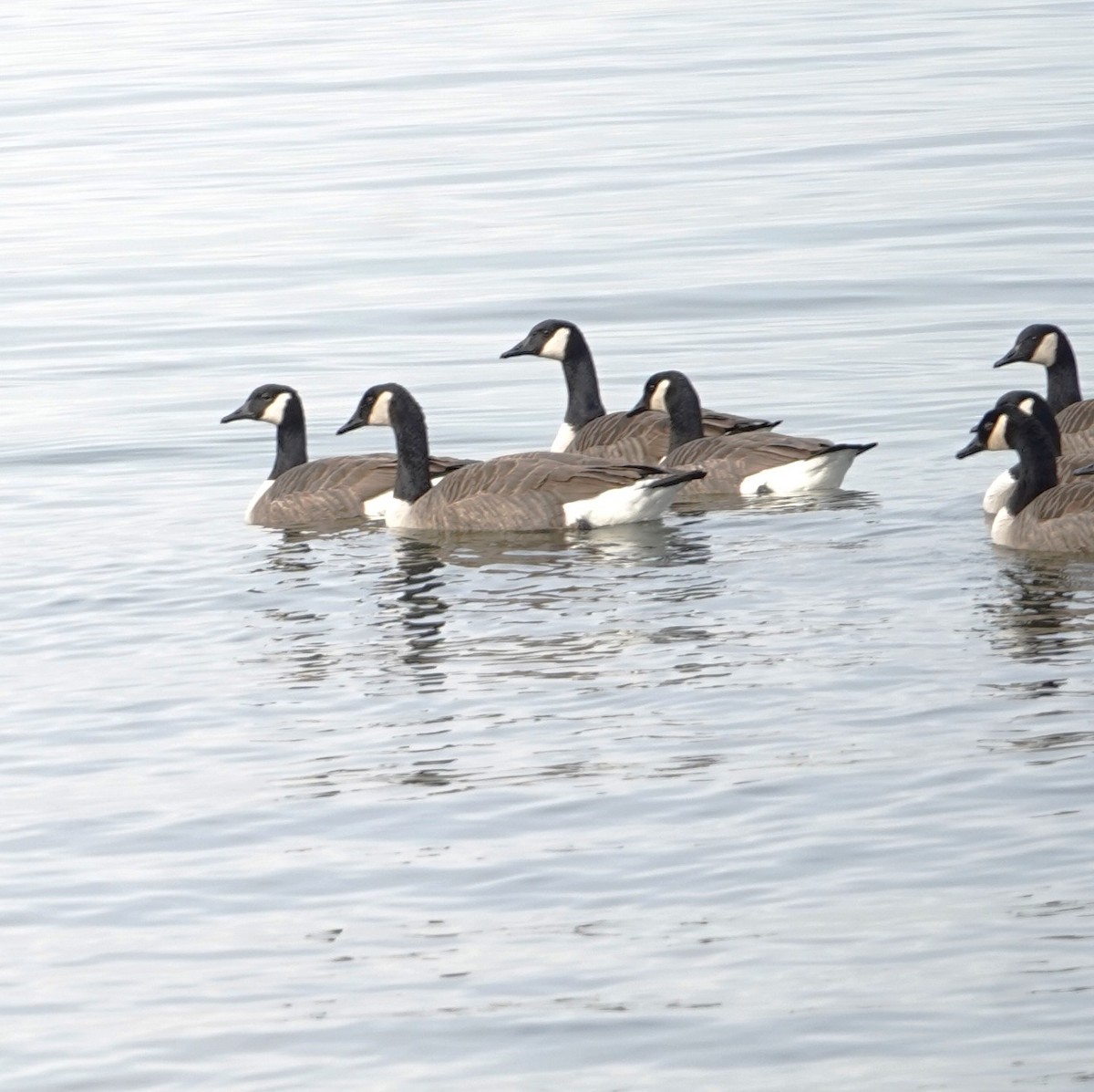 Canada Goose - ML647104095