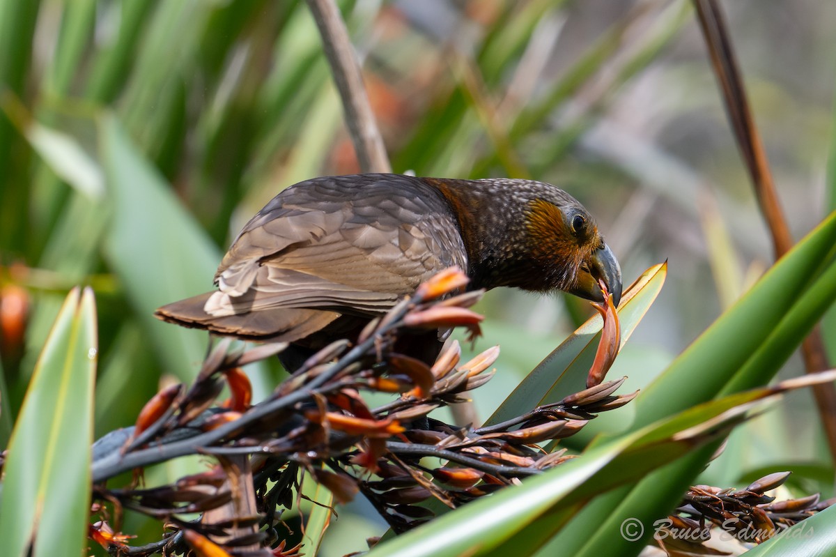 New Zealand Kaka - ML647104096