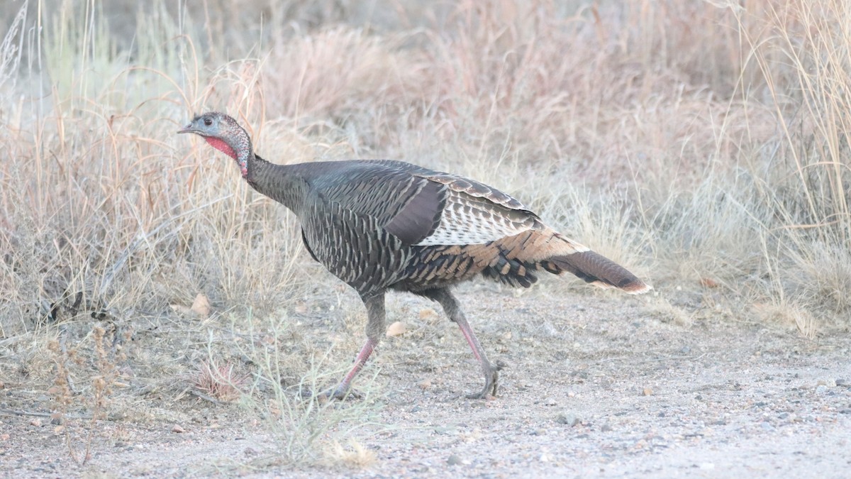 シチメンチョウ - ML647104111