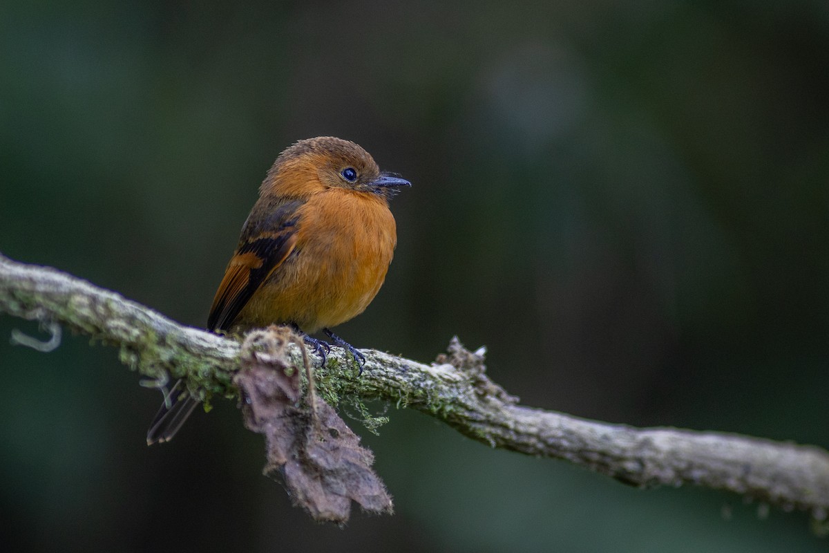 ニッケイハエトリ（cinnamomeus／pyrrhopterus） - ML647104113