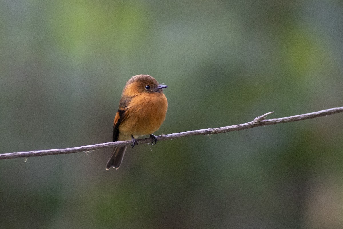 ニッケイハエトリ（cinnamomeus／pyrrhopterus） - ML647104114