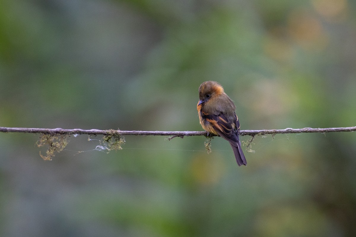 ニッケイハエトリ（cinnamomeus／pyrrhopterus） - ML647104115