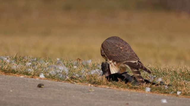 Merlin - ML647104117