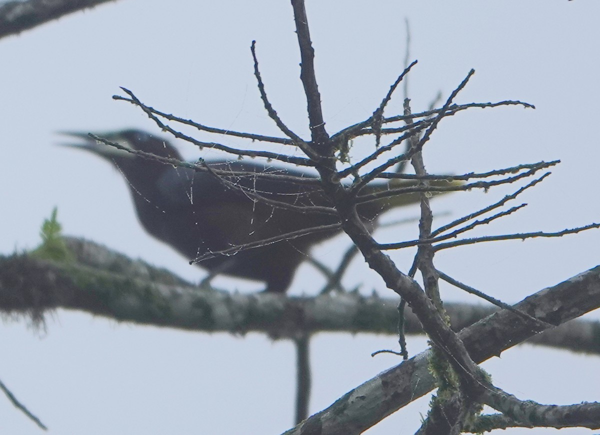 Chestnut-headed Oropendola - ML647104127