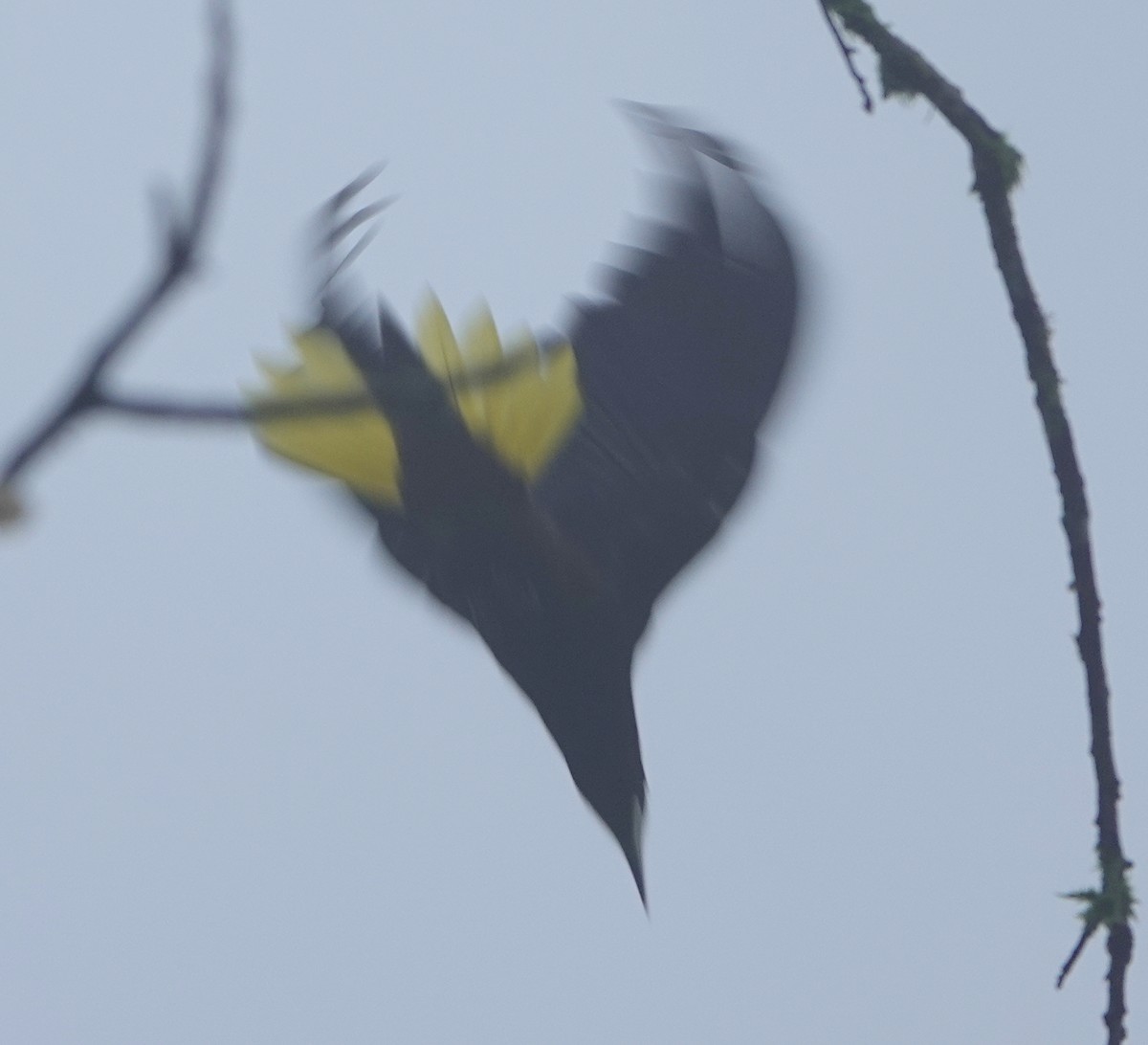 Chestnut-headed Oropendola - ML647104129