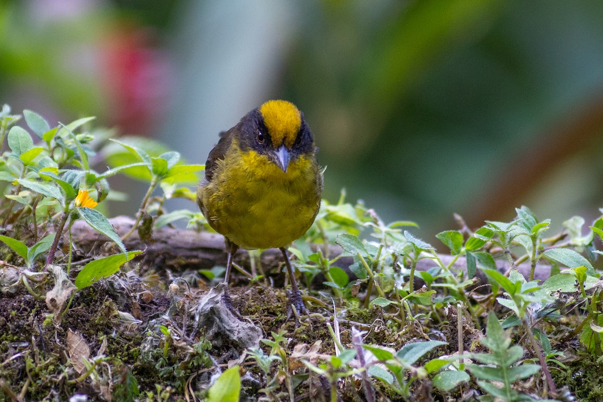 Choco Brushfinch - ML647104131