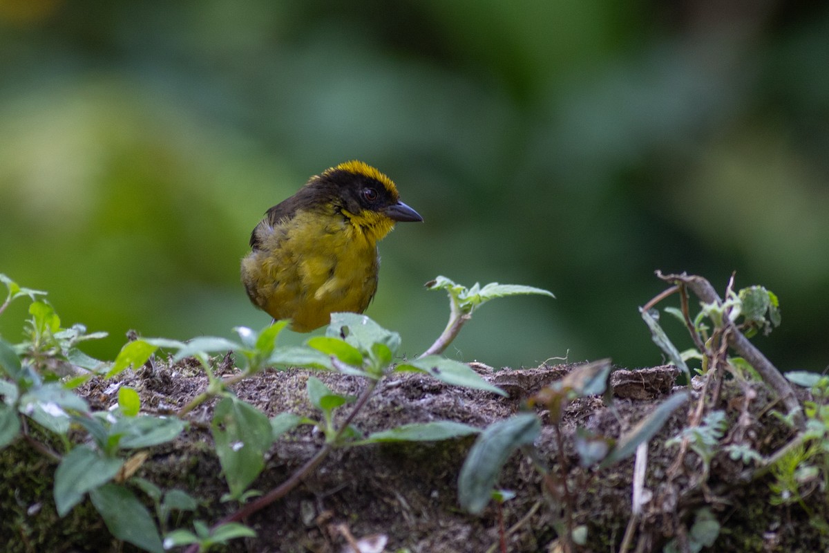 Choco Brushfinch - ML647104132