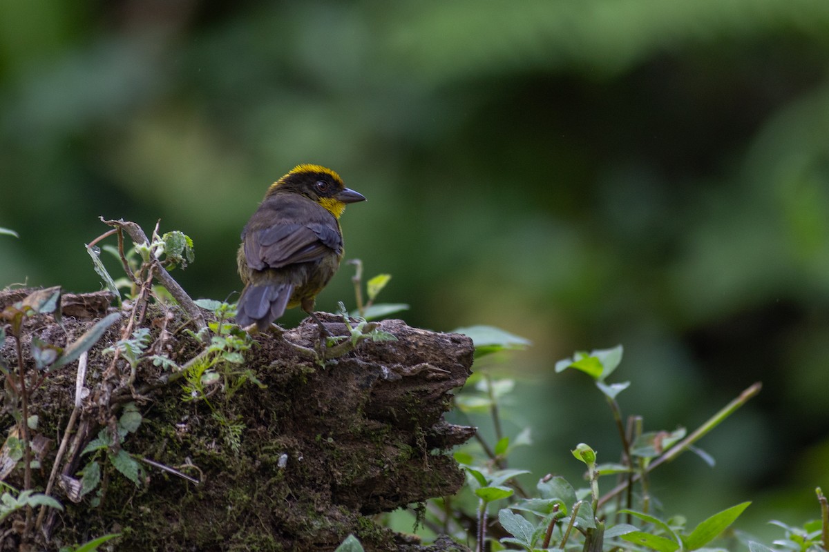 Choco Brushfinch - ML647104133
