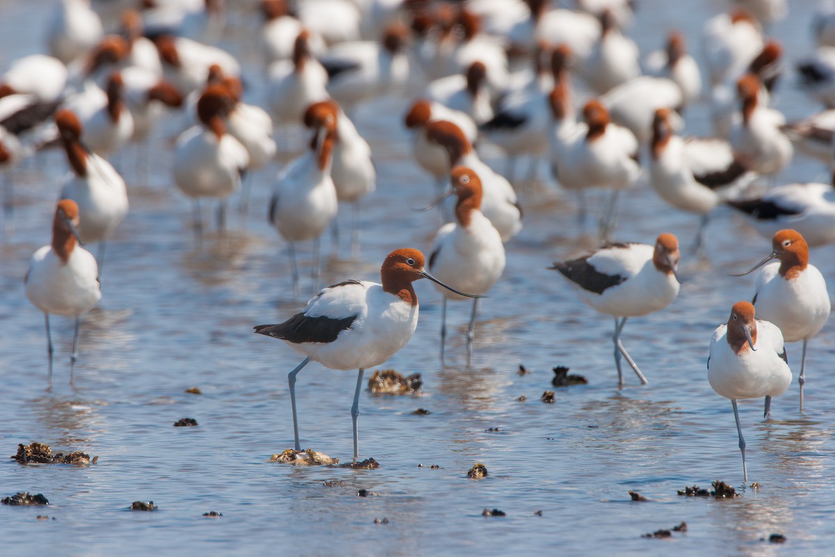 Red-necked Avocet - ML647104134