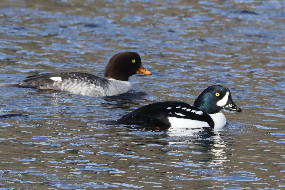 Barrow's Goldeneye - ML647104139