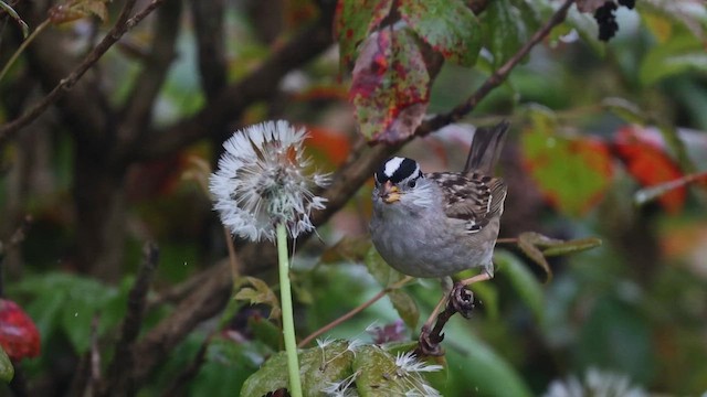 White-crowned Sparrow (pugetensis) - ML647104141