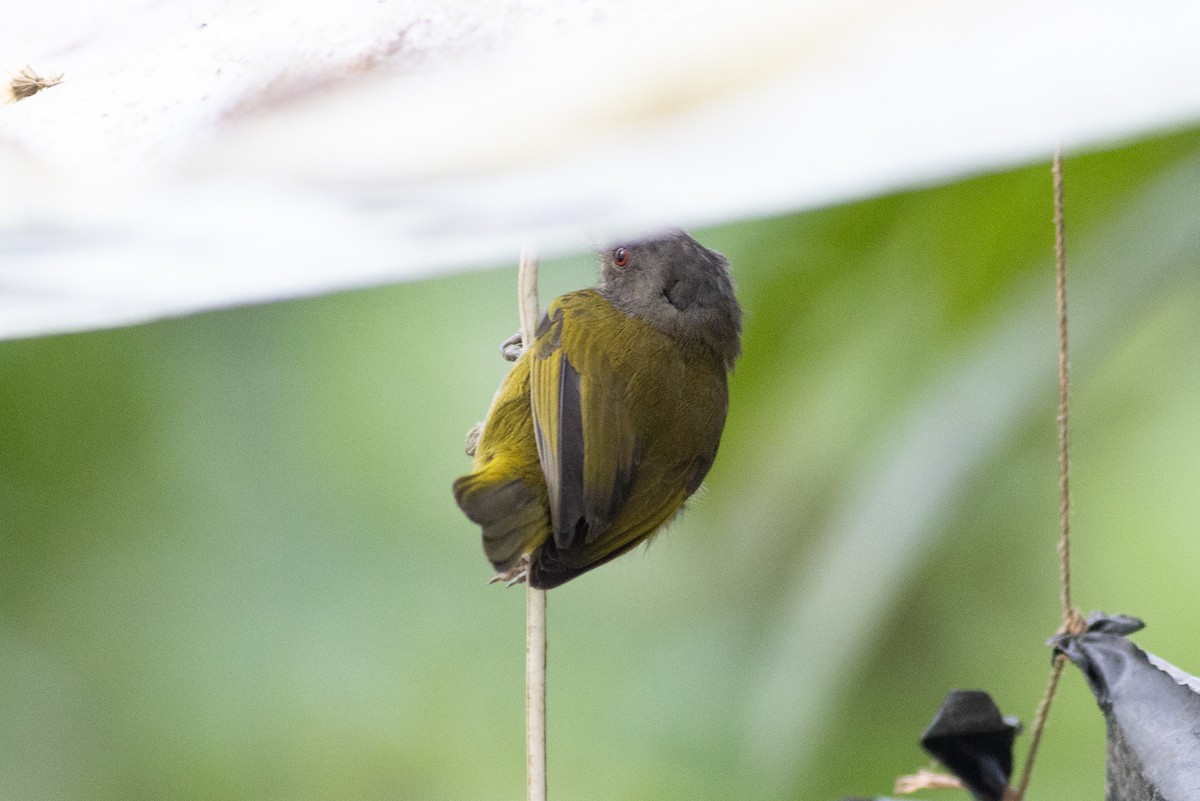 チャバラヤブフウキンチョウ - ML647104142