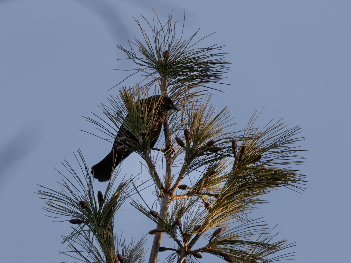 Красноплечий трупиал - ML647104144