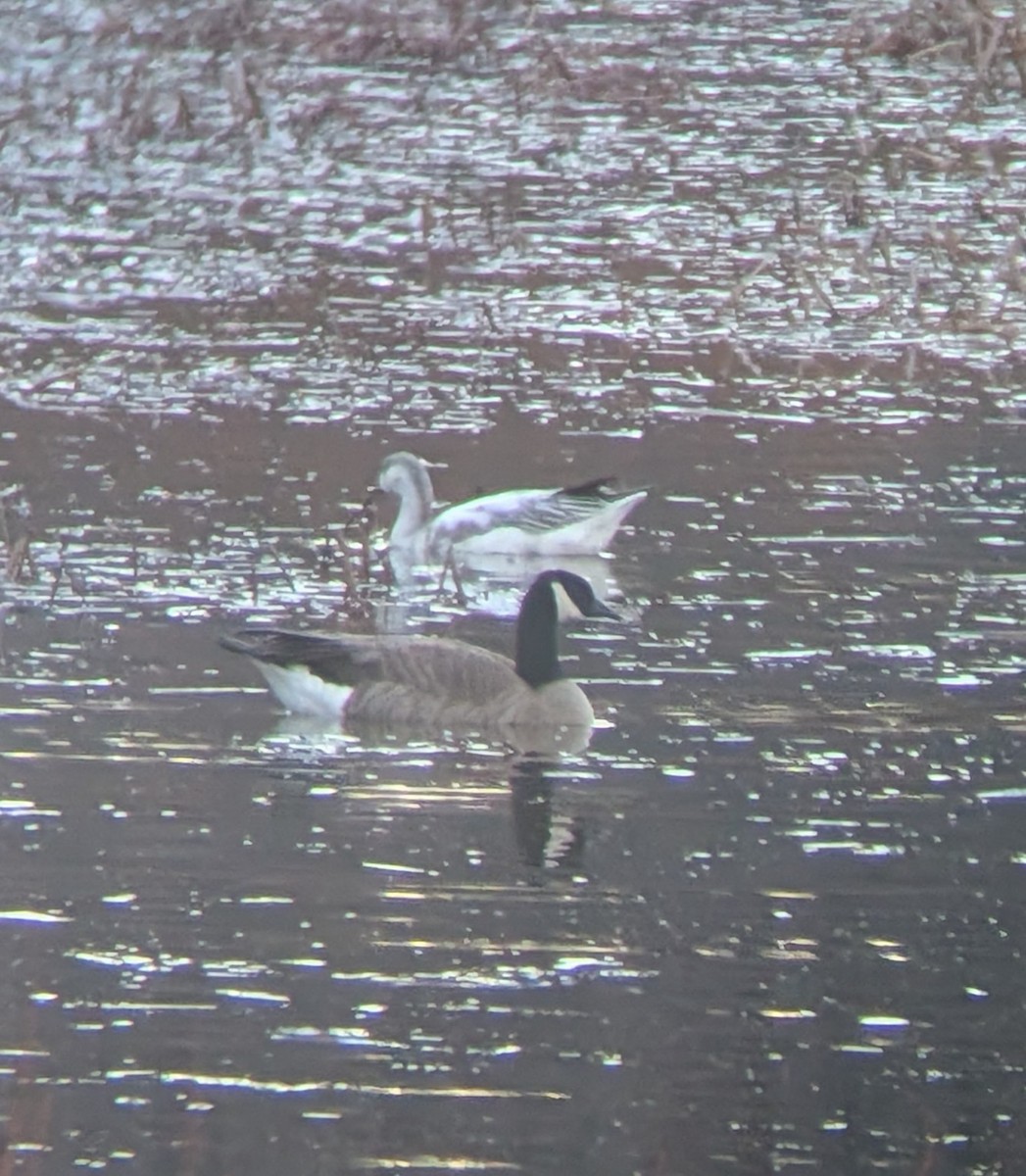 Snow Goose - ML647104145