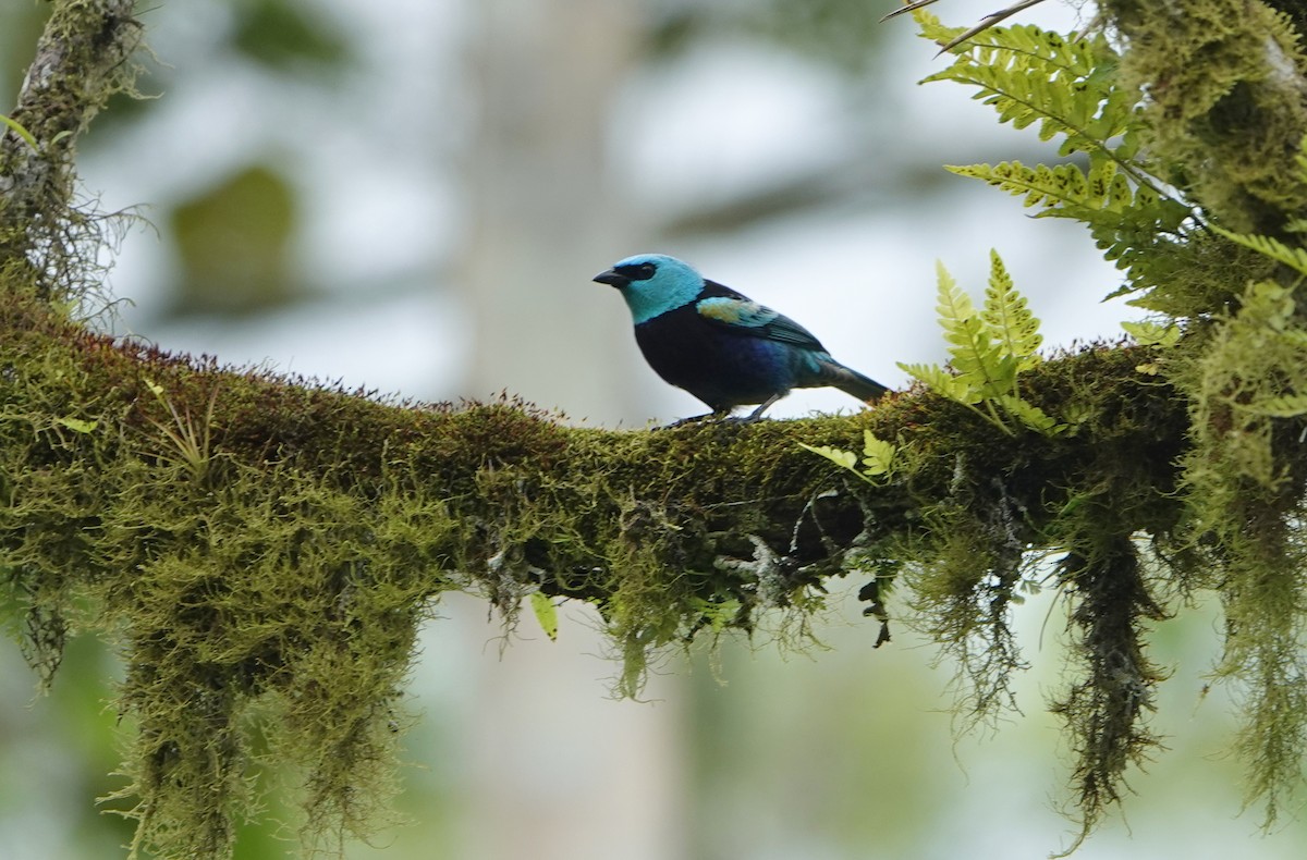 Танагра блакитношия - ML647104146