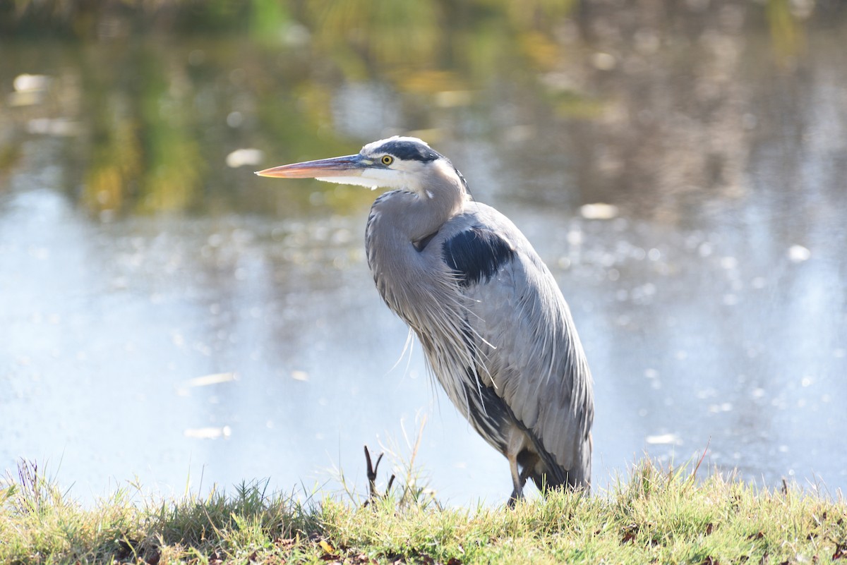 Great Blue Heron - ML647104156